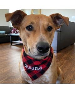 Personalized Dog Bandana